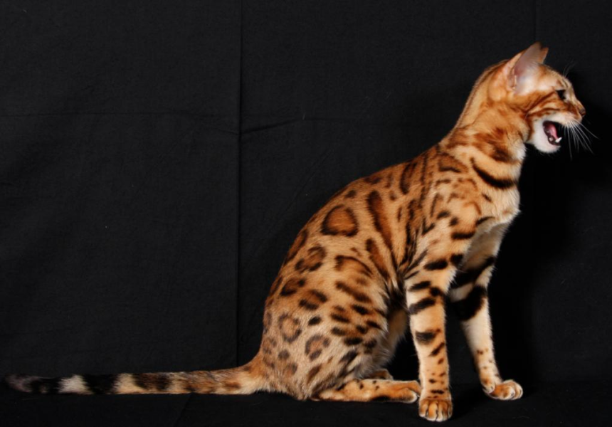 Gatto del Bengala