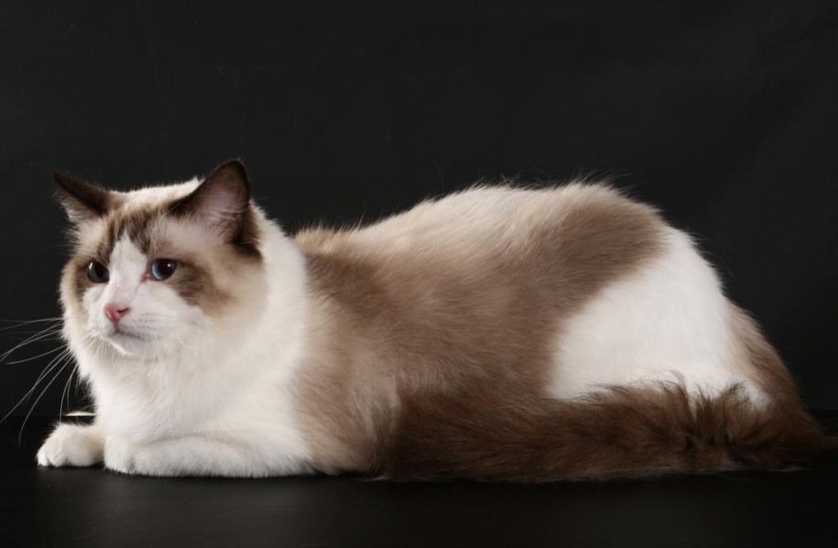 ragdoll