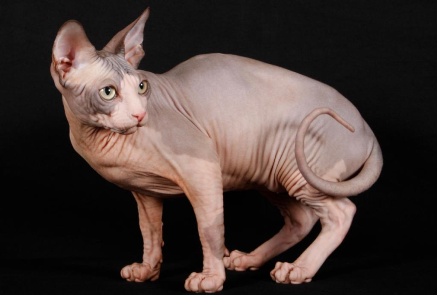 Sphynx