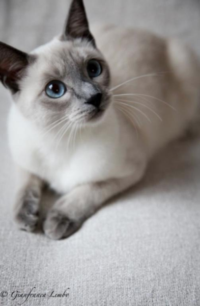 Thai