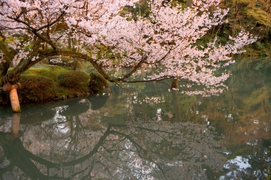 Cherry Blossoms in Kenroku-en Garden
