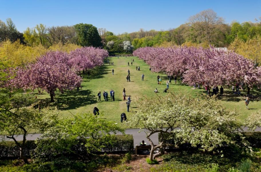 United States, New York, Brooklyn, the Botanical Garden, Cherry Blossom, spring flowering of cherry Prunus Kanzan trees
