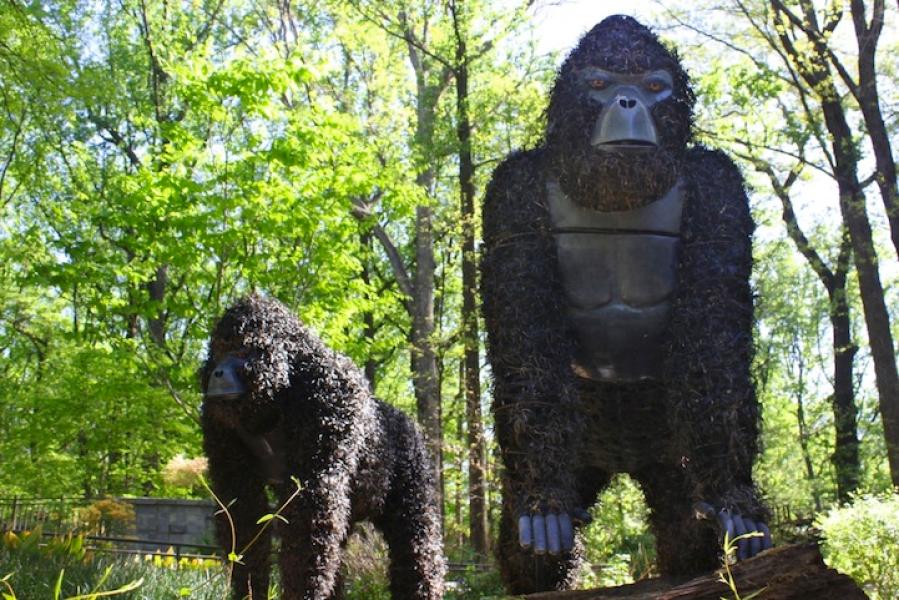 gorillas2