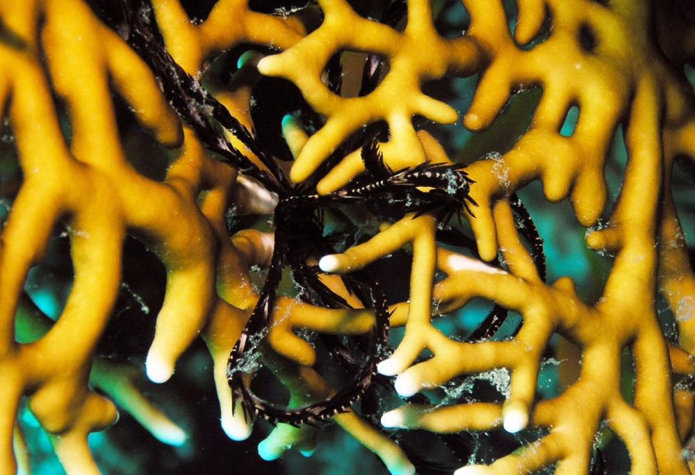 Aree marine protette