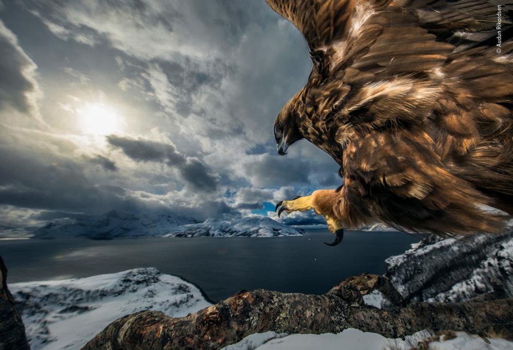 Wildlife Photographer of the Year