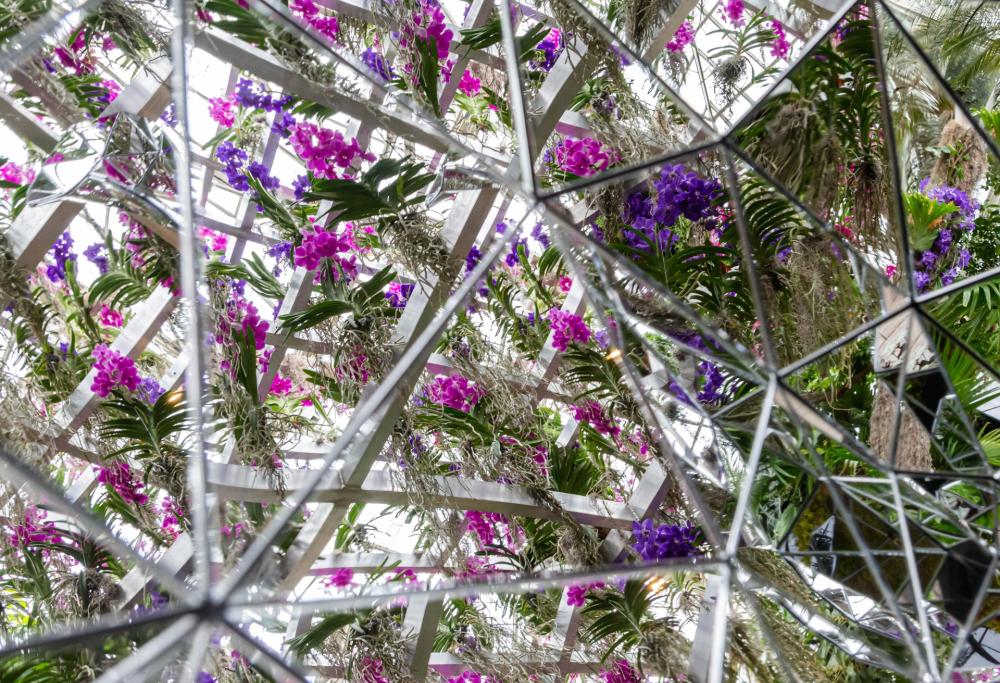 Le orchidee danno spettacolo: il meraviglioso caleidoscopio floreale del New York Botanical Garden